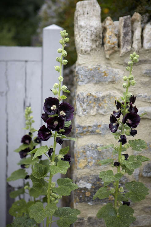 Gardening 101: Hollyhocks - Gardenista