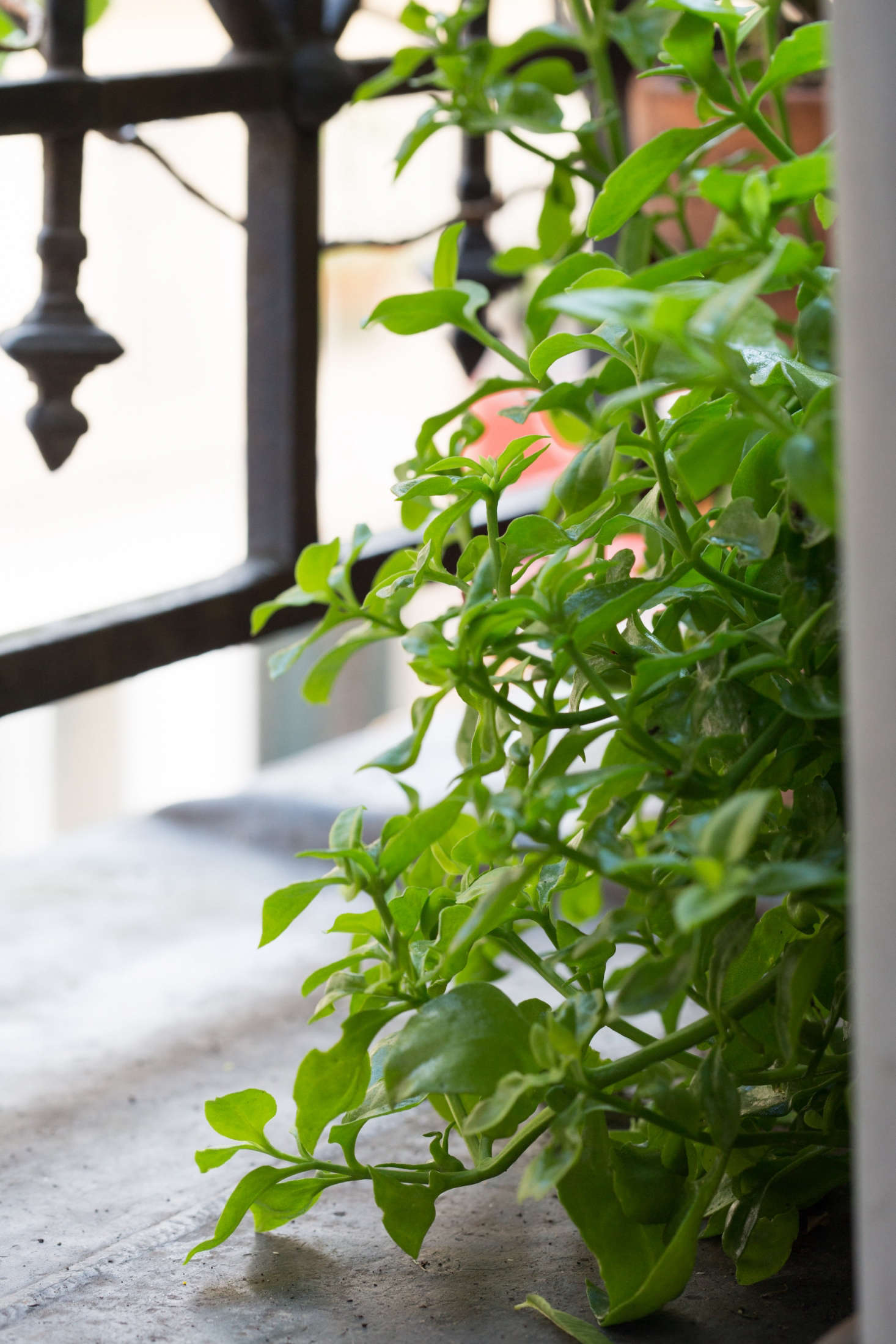 From a wrought iron railing hang balcony planters filled with herbs and flowers.