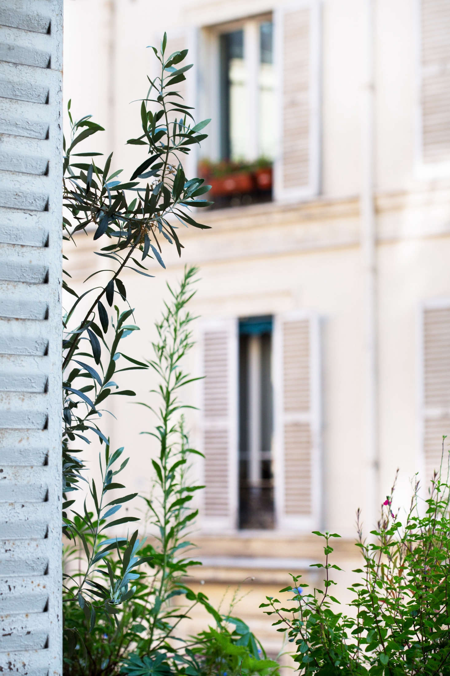 Potted olive trees (left) send up new growth.