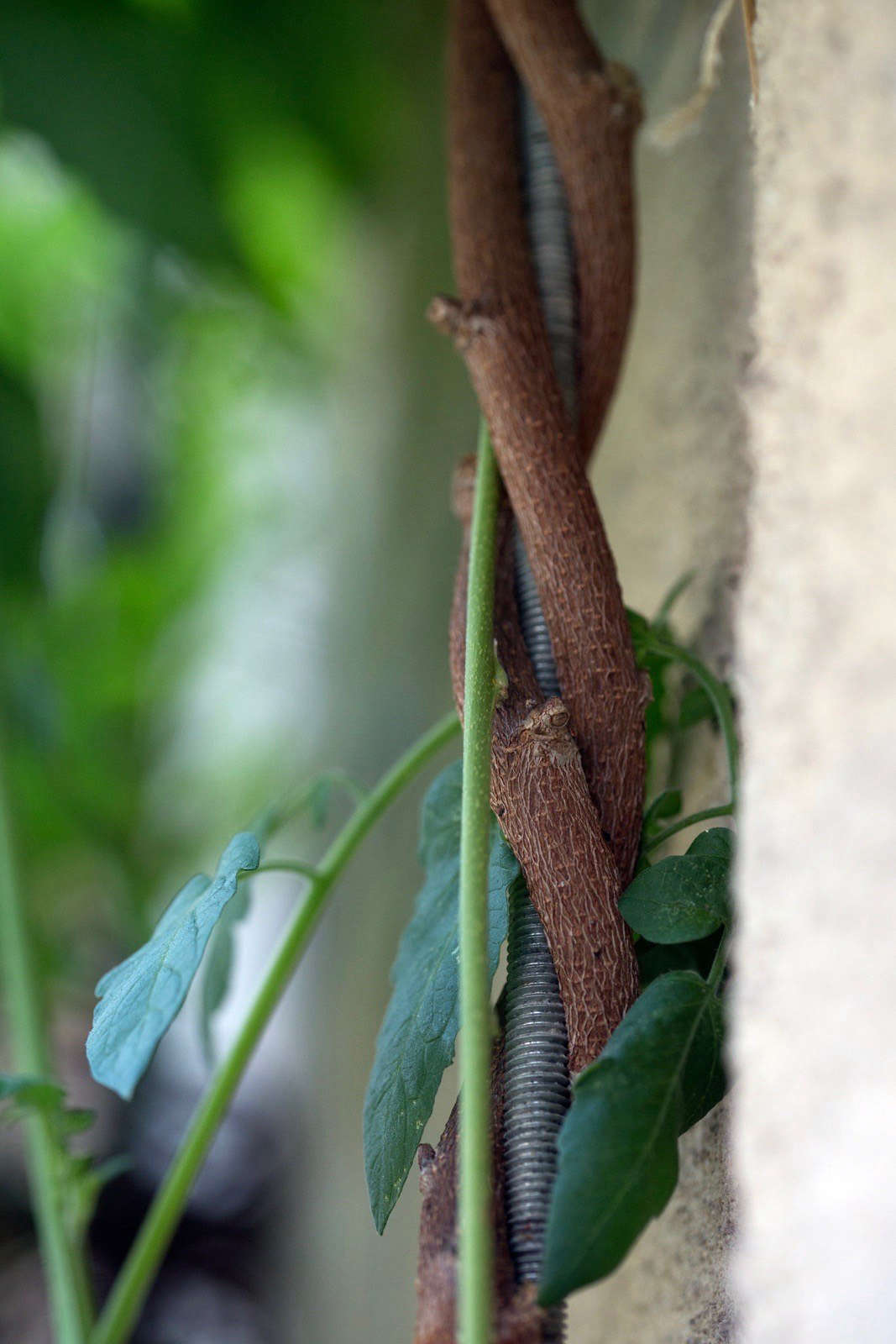 Wisteria vines grow up metal pipes, giving the plants a support system and preventing damage to the building