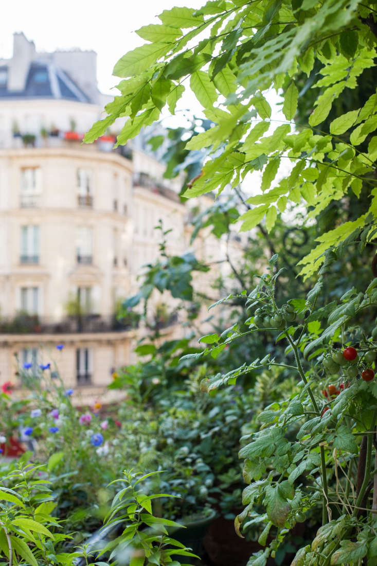 Bushes of cherry tomatoes grow against the facade of the building.