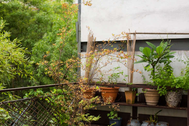 A second-floor balcony garden overlooks homeowner Tom de Fleur&#8\2\17;s small courtyard garden. He blurs the boundaries between the two with a tapestry of textures and allows plants to overlap and grow together. For a similar look, train vines and climbers to grow up a wall to create a backdrop layer of foliage. Photograph by Mimi Giboin.