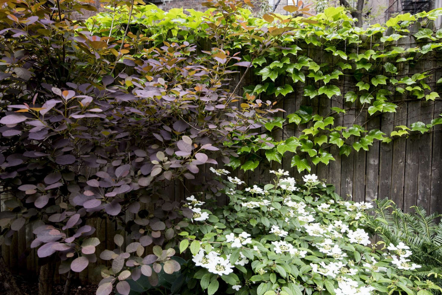 A smoke bush (at L) is a visual focal point in a backyard garden designed by Brook Landscapes.