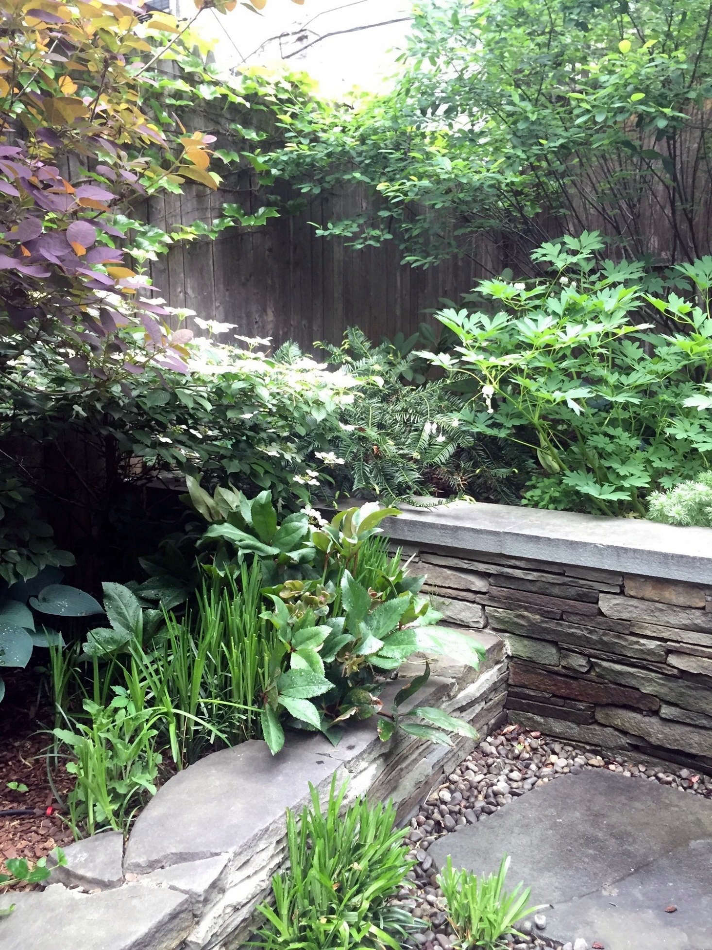 Hostas and hellebores, planted in clumps in a backyard designed by Brook.
