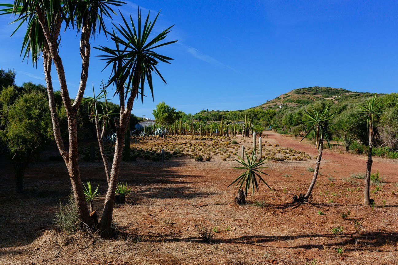 The designers reorganized some of the plantings, but all were already there. The clay soil, Pol notes, is 