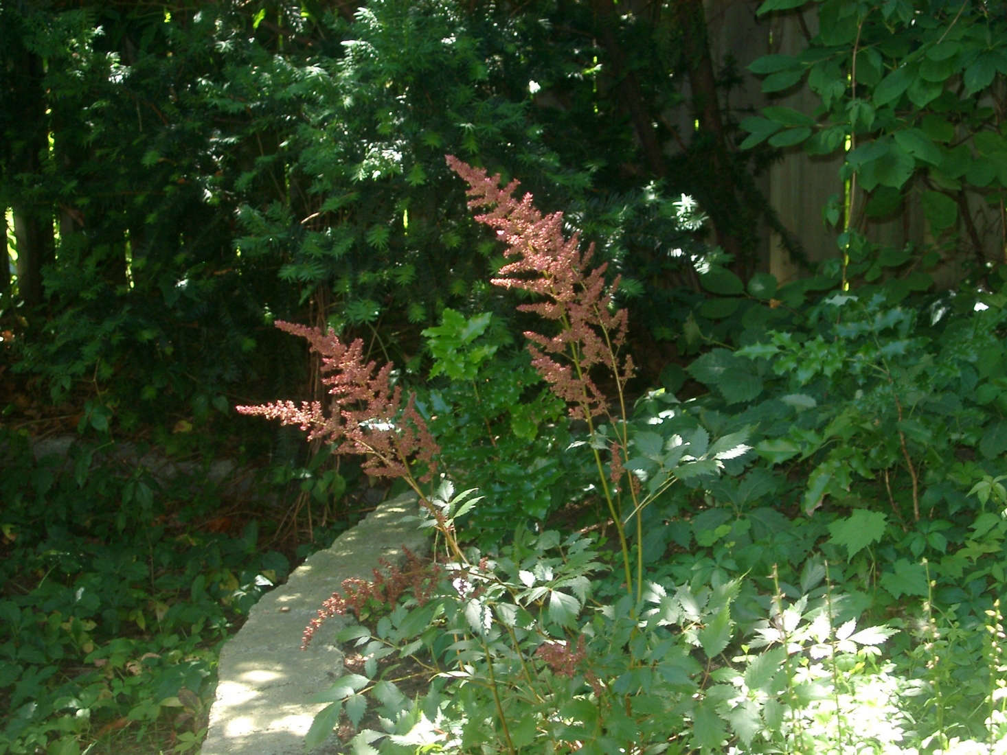 Deadheading does not result in repeat blooms, so it is better to leave the flowers to dry on the plant for winter interest. Cut them down to the ground in early spring. Photograph by Aaron M. via Flickr.