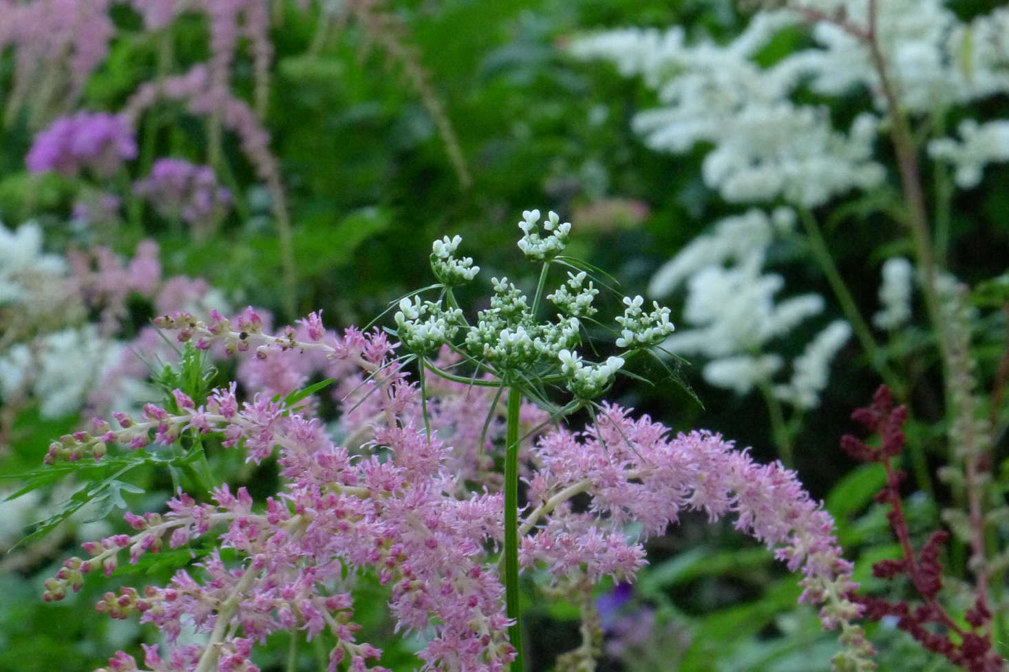 Pink astilbe. Photograph by Chipmunk data-src=