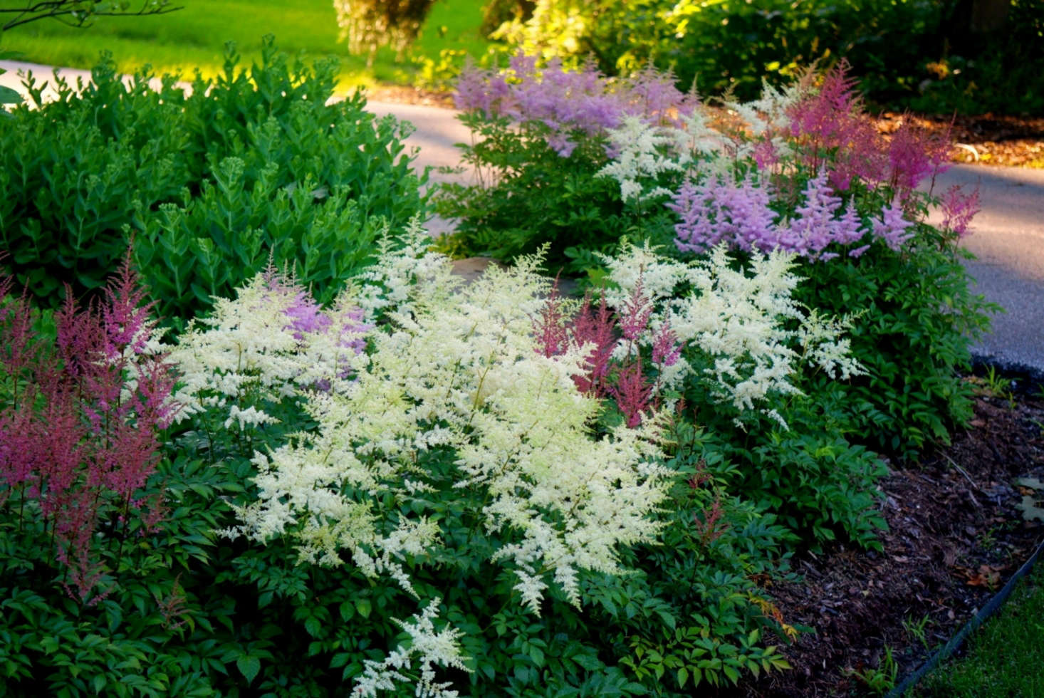 Feathery astilbe comes in many shades of pink, red, and white. Photograph by Rachel Kramer via Flickr.