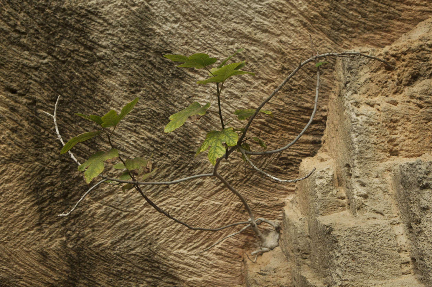 Fig growing out of a solid wall of stone, a lesson in drought gardening.
