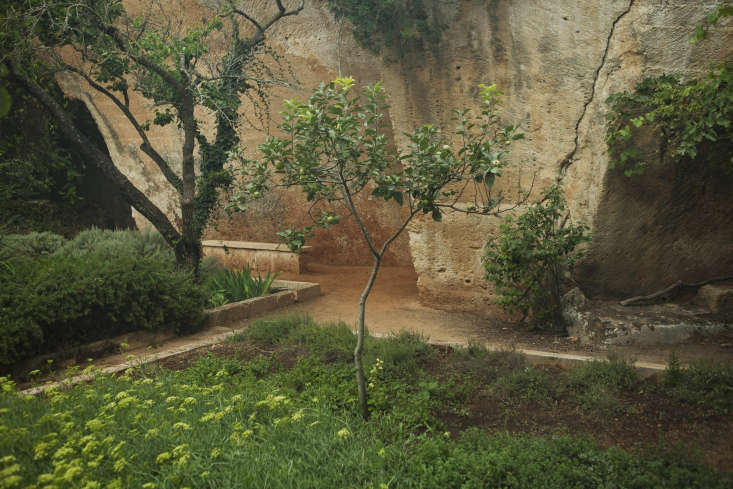 A lemon tree underplanted with native sedum in one of the older hand-cut quarries at Lithica.