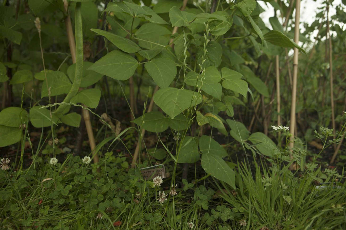 Runner beans with a fringe of clover and cow parsley.