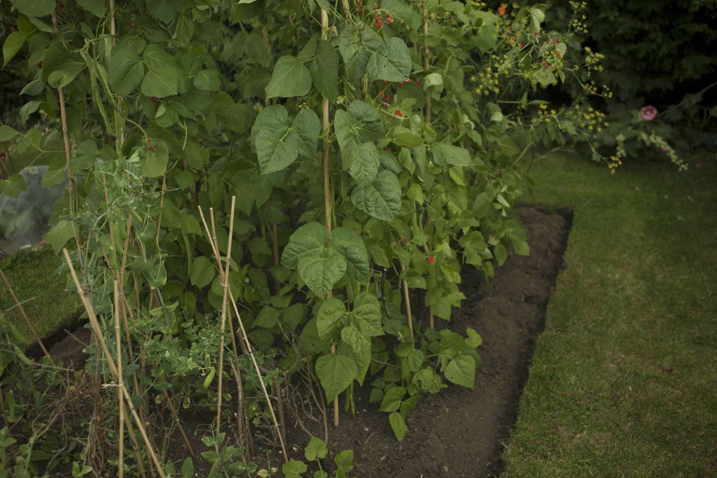 Straight edges and deep furrows give the impression of a vegetable garden that is carefully tended, instead of being left to its own devices. These impermanent edges will need to be trimmed and re-sliced from time to time.