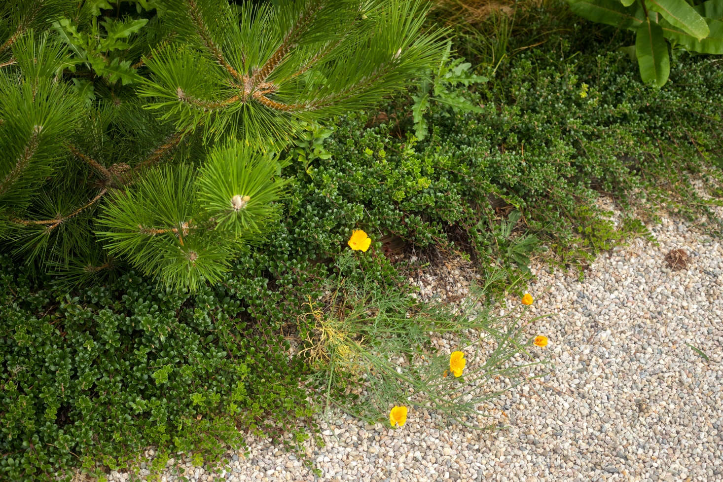 Blurred lines, Tim often softens the edges of his gardens with creeping plants, such as this native bearberry planted under a Pinus thunbergii Japanese black pine. He also likes to add a bit of 