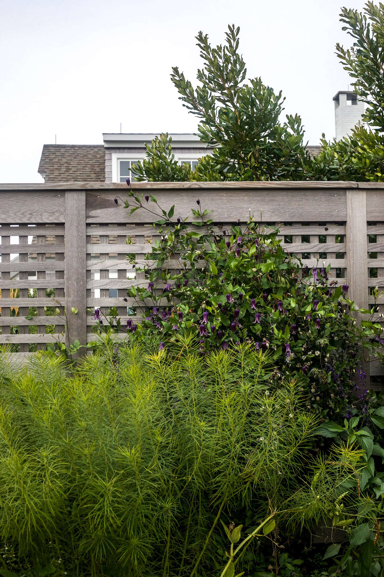 Along the border fence that separates the drive from the house, purple Clematis 