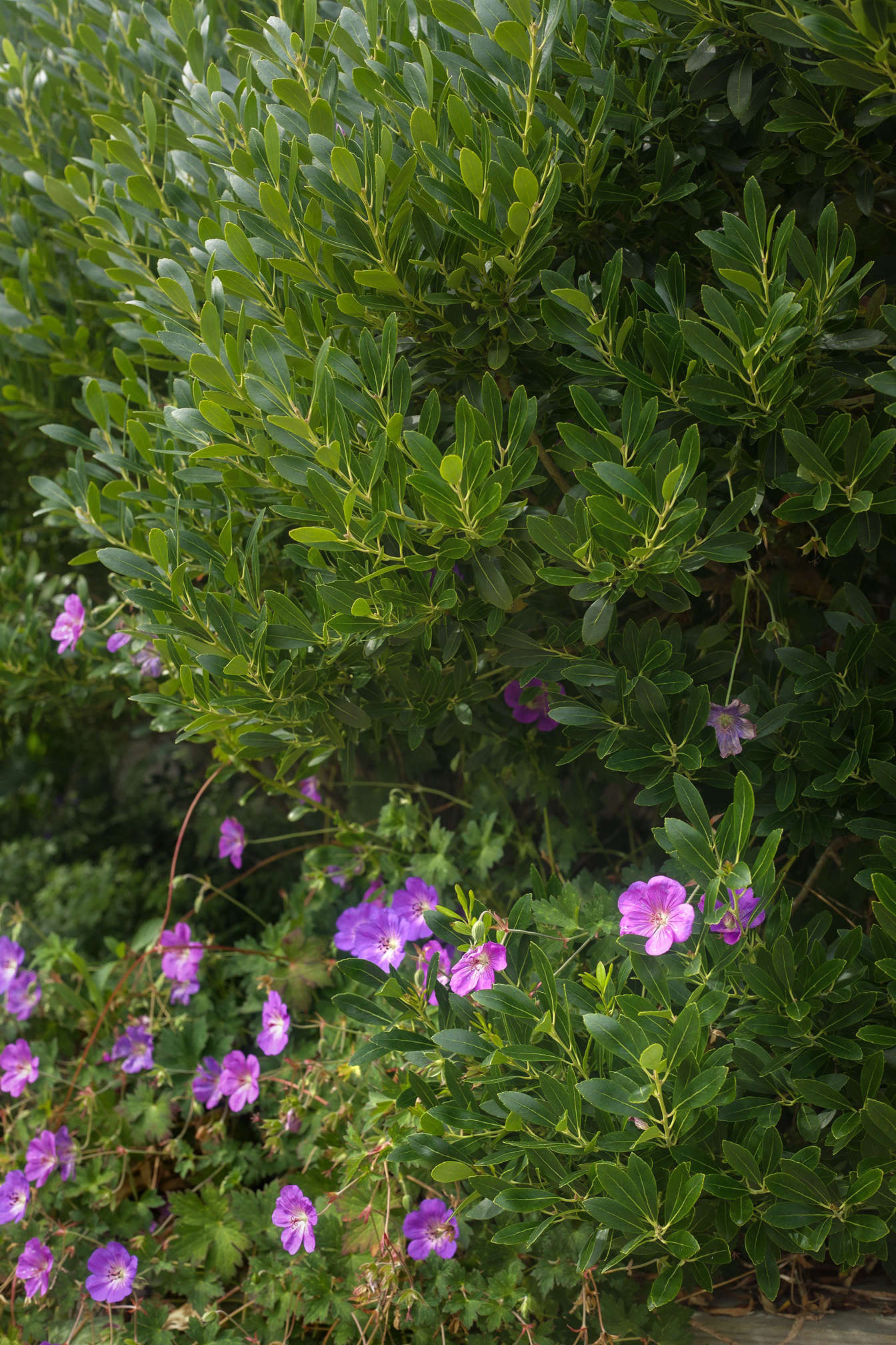 Another Tim Callis signature: colorful flowers like this geranium (Cranesbill 