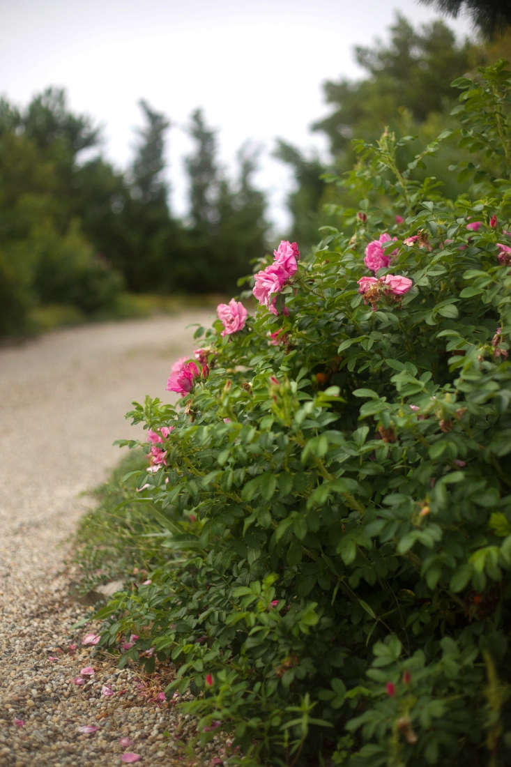 At the driveway entrance, the fragrant blooms of Rosa rugosa &#8\2\16;Belle Poitevine&#8\2\17; welcome visitors. While most Rosa rugosas only bloom in June, &#8\2\16;Belle Poitevine&#8\2\17; rewards gardeners with an equally robust second bloom in late August and early September. Additionally, this less aggressive variety does not threaten native roses.