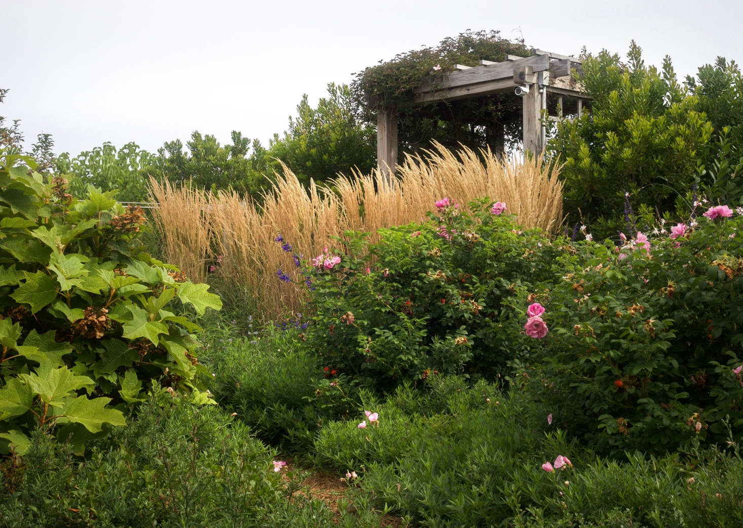 Tim flanked the walkway entrance with two stands of vertical Calamagrostis acutiflora 