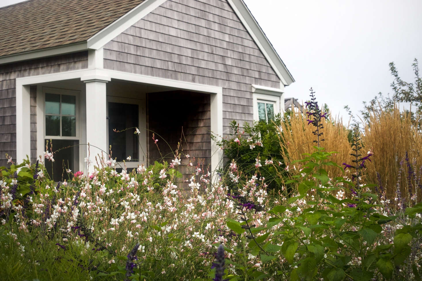 In his coastal gardens, Tim prefers airy plants with a lot of movement. In this plot situated between the front and side walkways, Gaura lindheimeri and more salvia undulate in breeze.