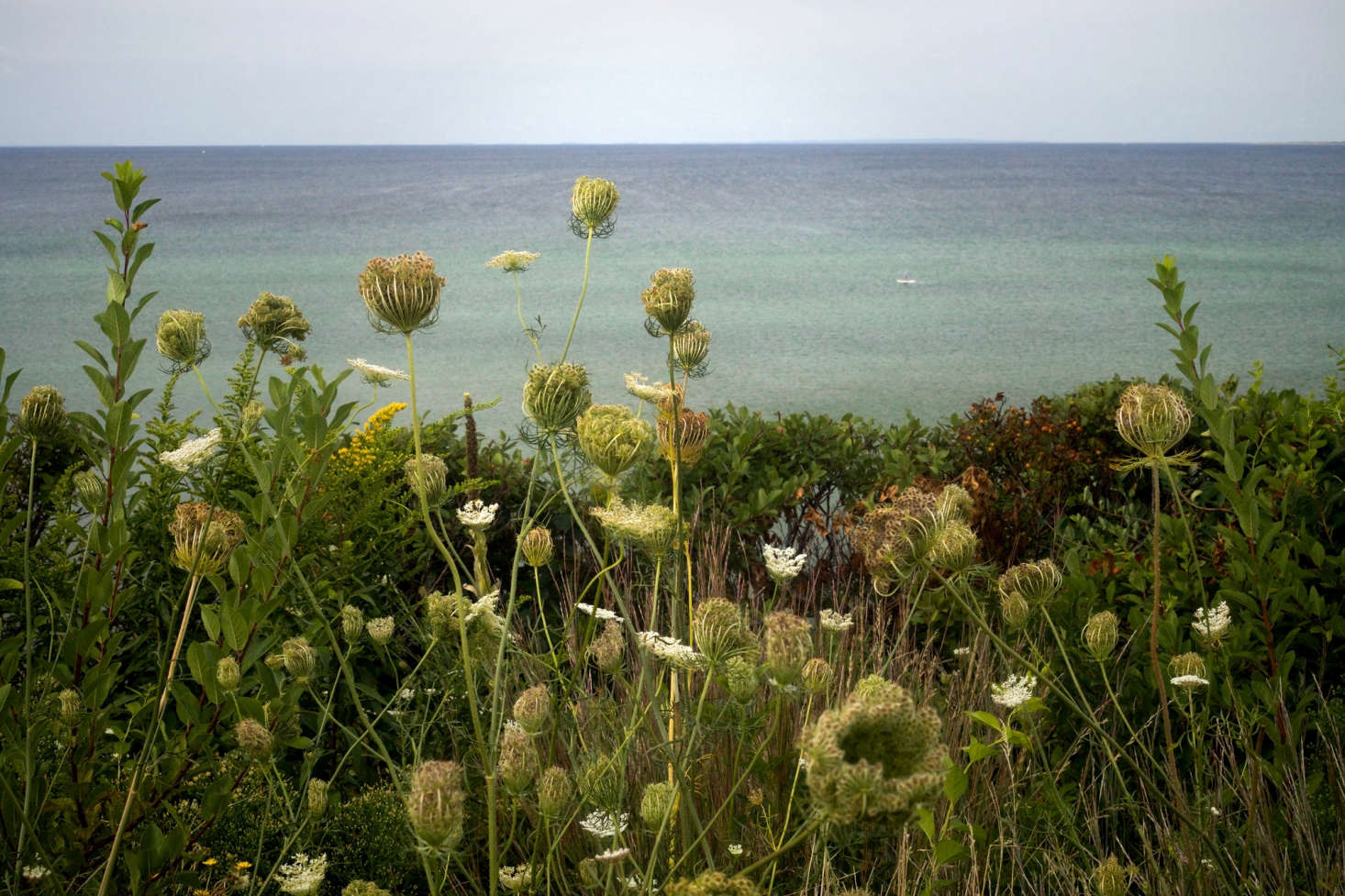 Although he meticulously weeds out invasive plants, Tim welcomes other volunteers such as goldenrod and Queen Anne