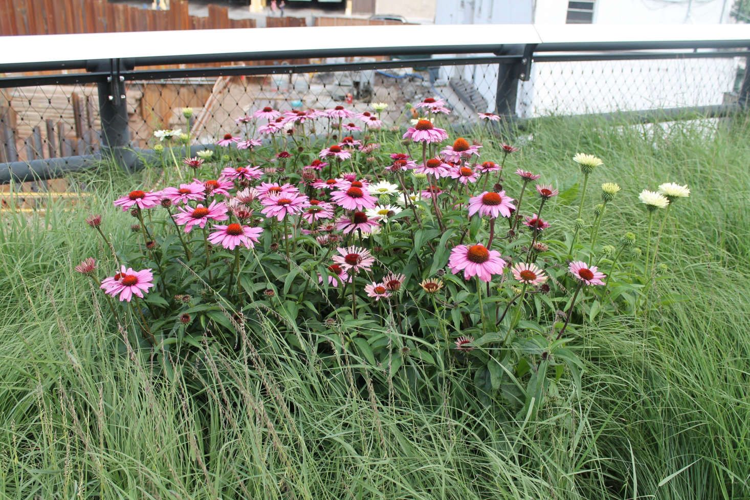 Echinacea purpurea 
