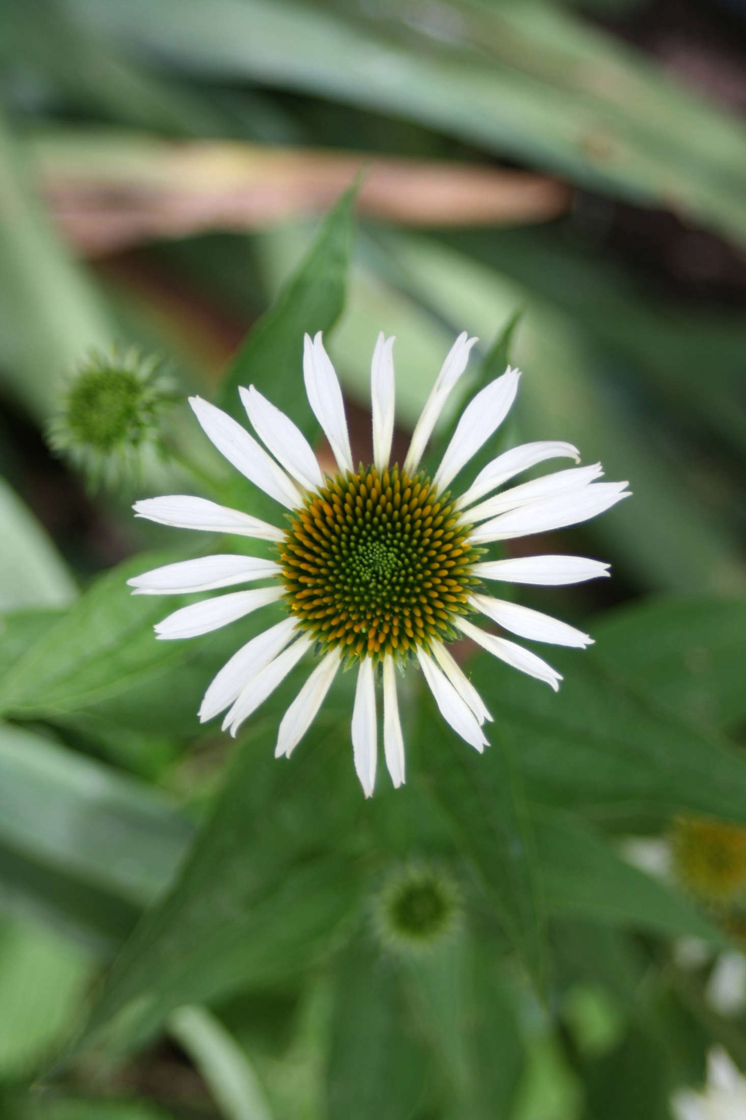 E. purpurea 