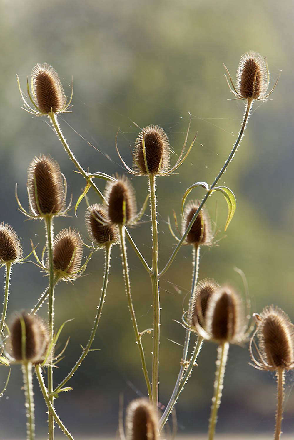 Teasels at the end of summer.