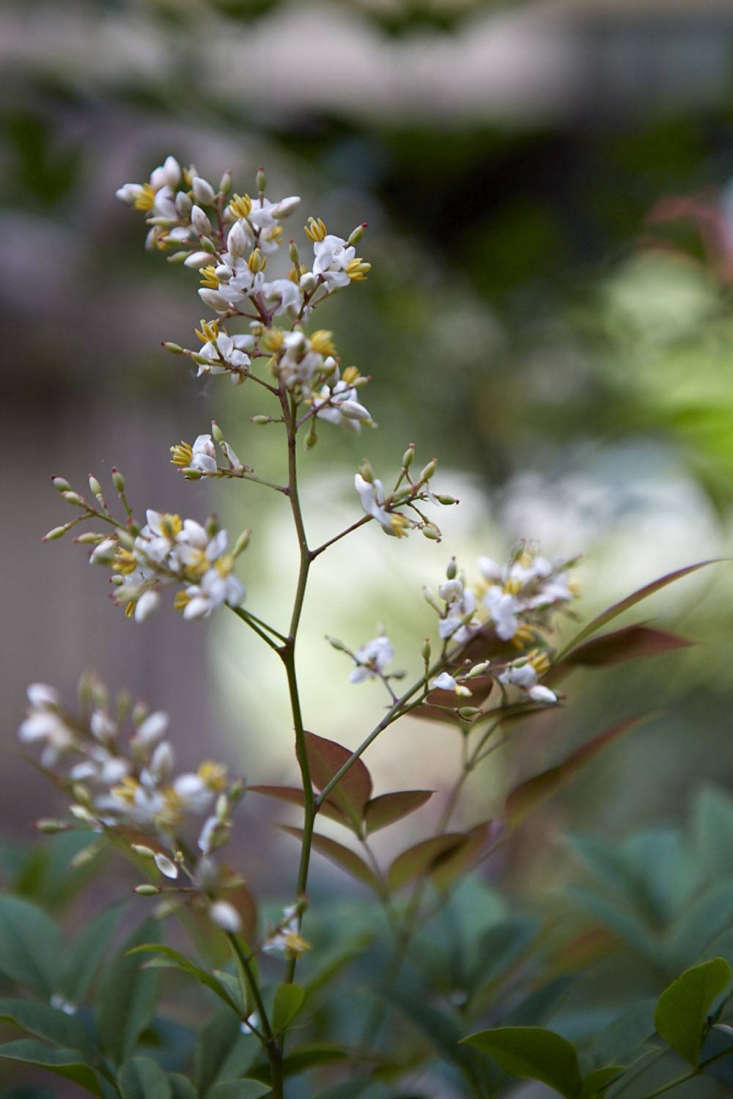 Flowers of Nandina domestica (later developing into red berries) next to Tradescant&#8\2\17;s tomb.