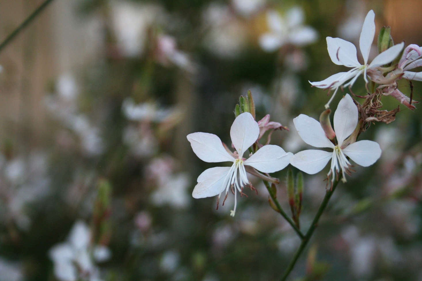 Photograph by Patrick Standish via Flickr.