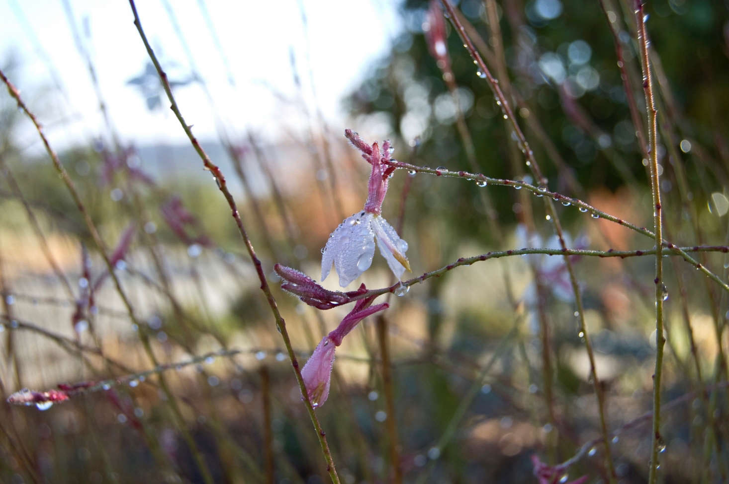 Photograph by Tracey Adams via Flickr.