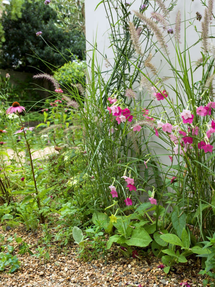 Nicotiana blooms against the house.