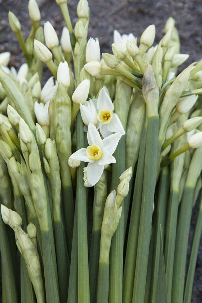 Fall Bulbs 2017 The 9 Best Daffodils to Order Now Gardenista