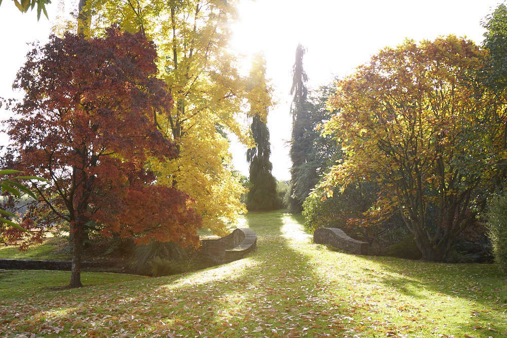 At Llanover Gardens in South Wales: Acer nikoense, Carya cordiformis,
