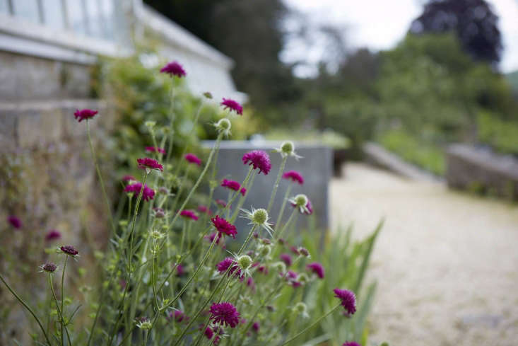 Comfortable in gravel, self-seeding Knautia macedonica.