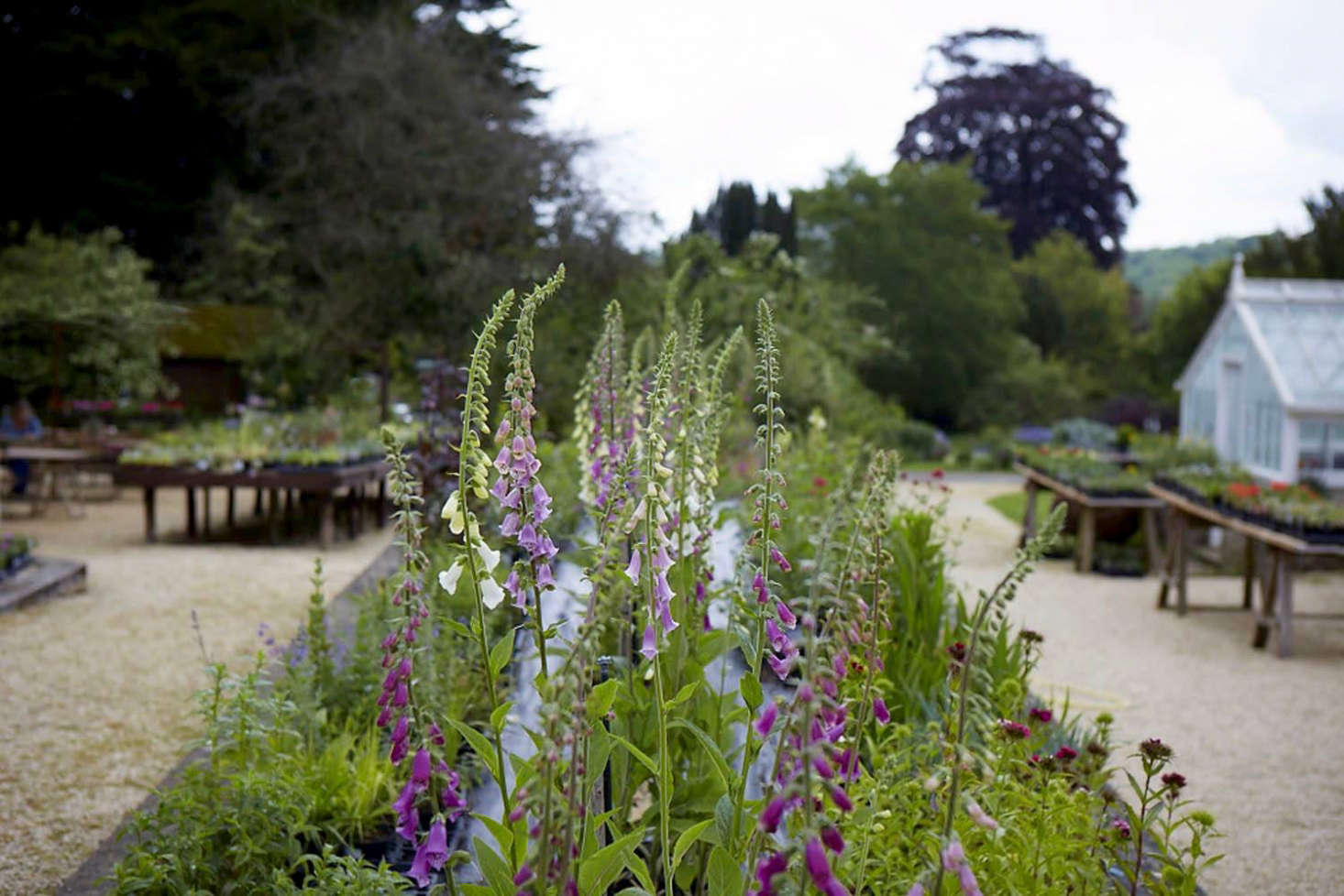 Foxgloves for sale at Miserden Nursery. See more at Ridiculously Charming, Even for the Cotswolds: The Nursery at Miserden. Photograph by Britt Willoughby Dyer.