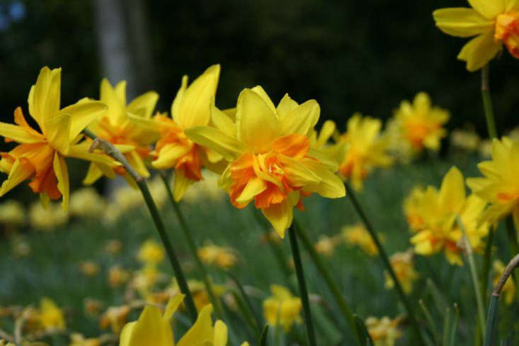 A variant of &#8\2\16;Itzim&#8\2\17; (which has deep yellow coloring and orange-red mouth), &#8\2\16;Double Itzim&#8\2\17; has a ruffled double flower. Hybridized by Wim Lemmers and H.M. Meeuwissen in the Netherlands about \15 years ago, it is available from Meeuwissen; five bulbs for €6.50.