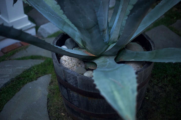 A large, sculptural agave from Marders in Bridgehampton on Long Island is the focal point of the front garden.