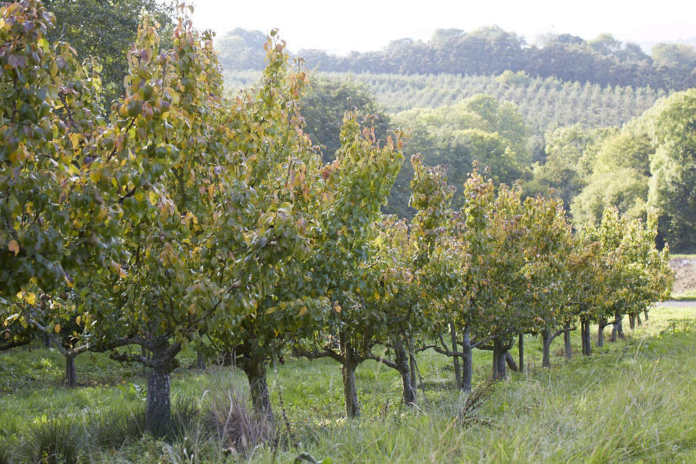 Pear trees at work.