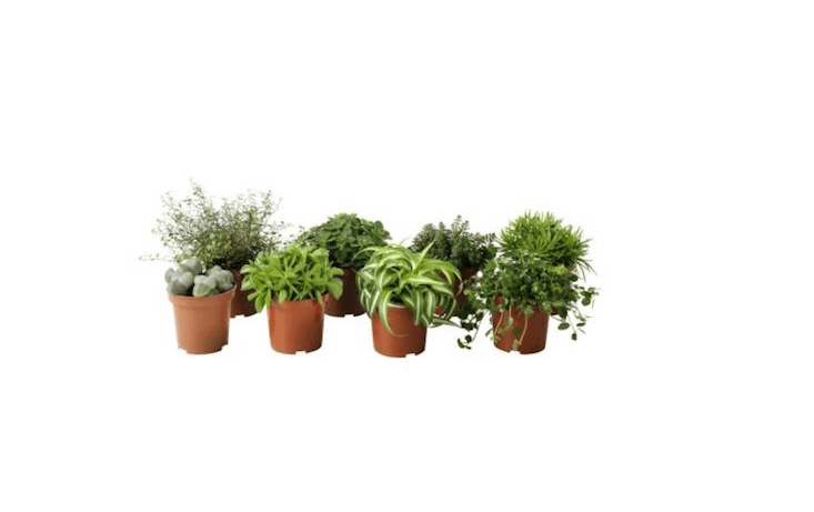 Available from Ikea, a Himalayamix assortment of potted house plants (in 4-inch pots) is \$\2.99 apiece.