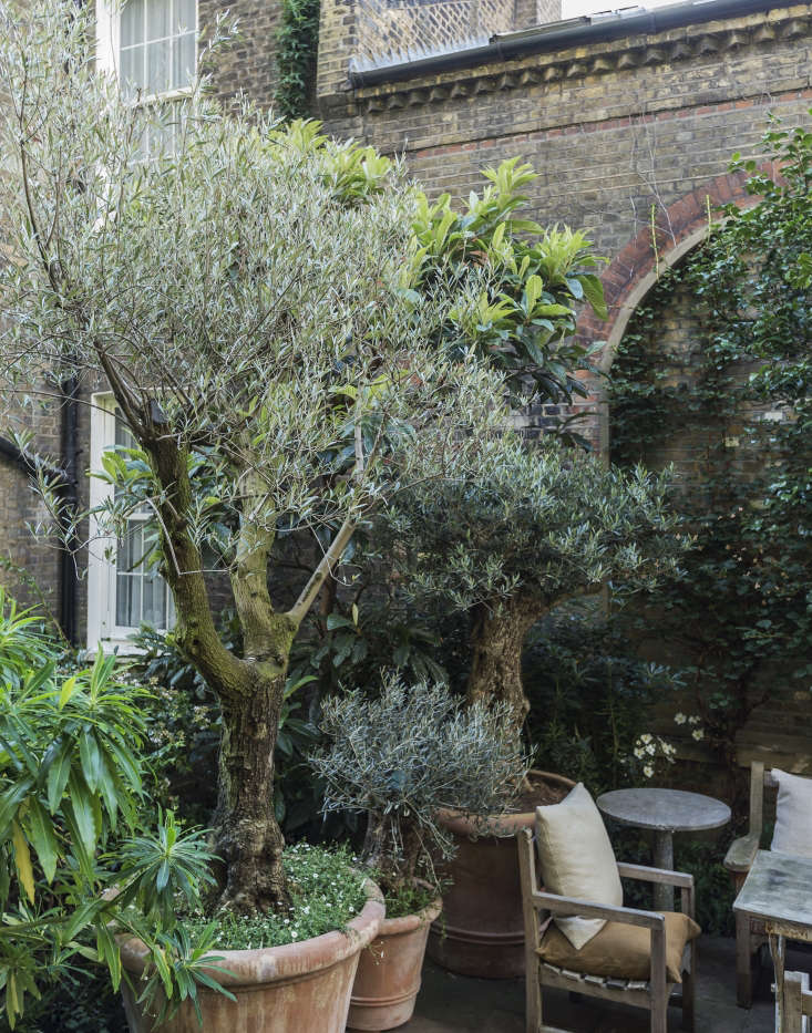 A potted olive tree grows happily in the sheltered spot in London-based designer Rose Uniacke&#8\2\17;s roof garden. If you try this trick at home, remember: Irrigation is essential on exposed terraces (where there is little protection from the sun and from drying winds); planters should be as big as possible (to retain moisture), and a drip irrigation system can save you from heartbreak. See more in \10 Ideas to Steal from London Roof Gardens. Photograph by Matthew Williams.