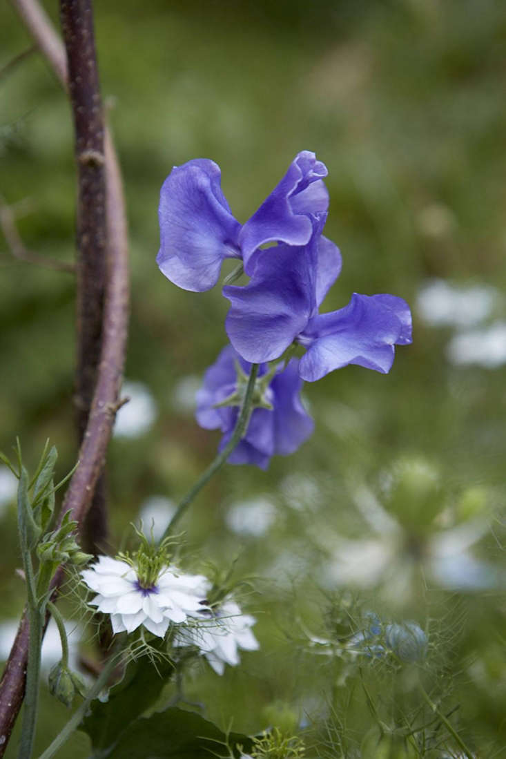  &#8\2\20;Long stems and weighty blooms,&#8\2\2\1; according to its breeder Roger Parsons, this Spencer variety &#8\2\16;Just Julia&#8\2\17; has an Award of Garden Merit and a scent strength of 4/6.