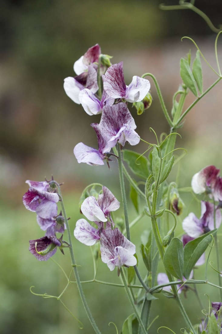 Sweet peas. Photograph by Britt Willoughby Dyer.