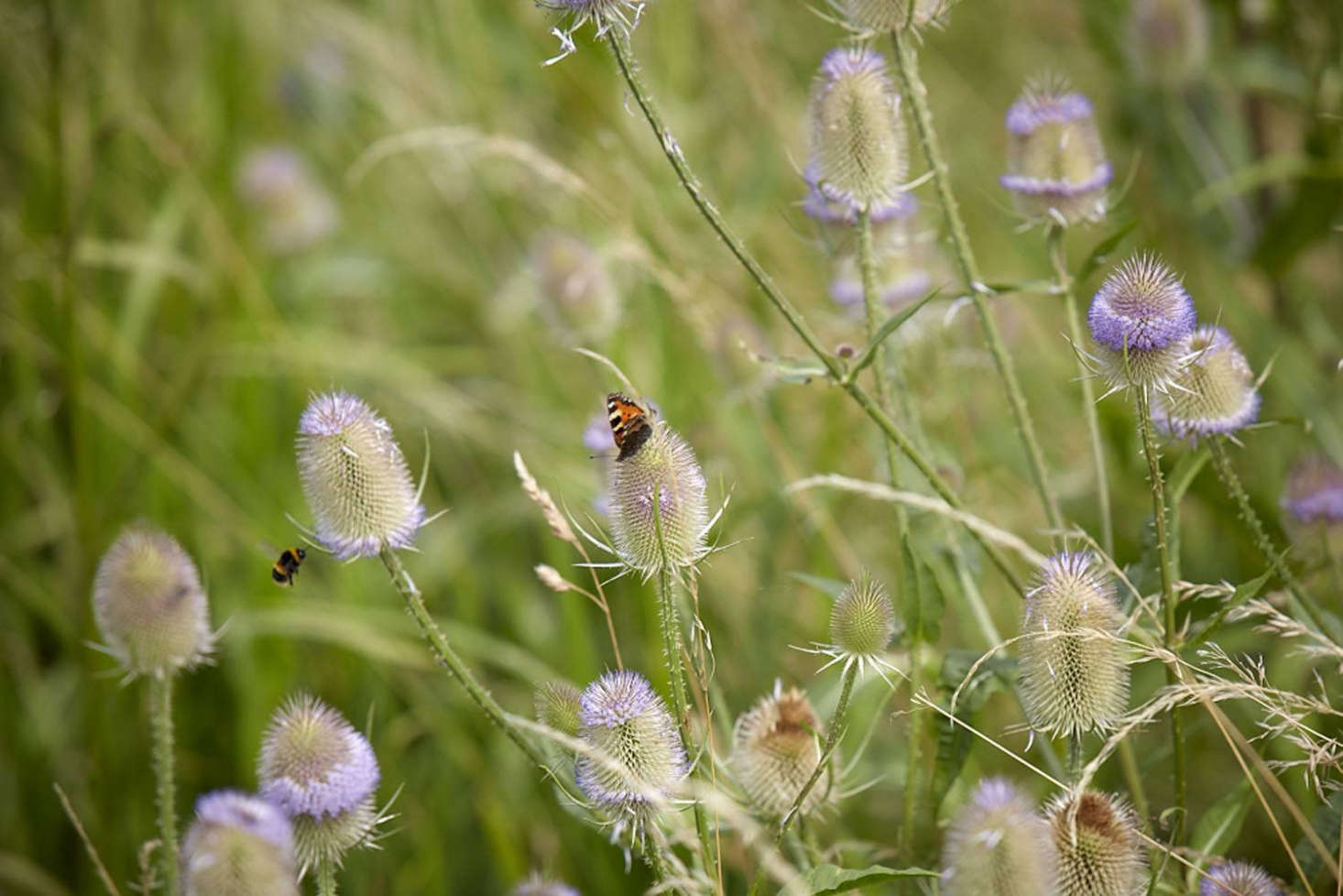 Perfect for pollinators, as well as European goldfinches.