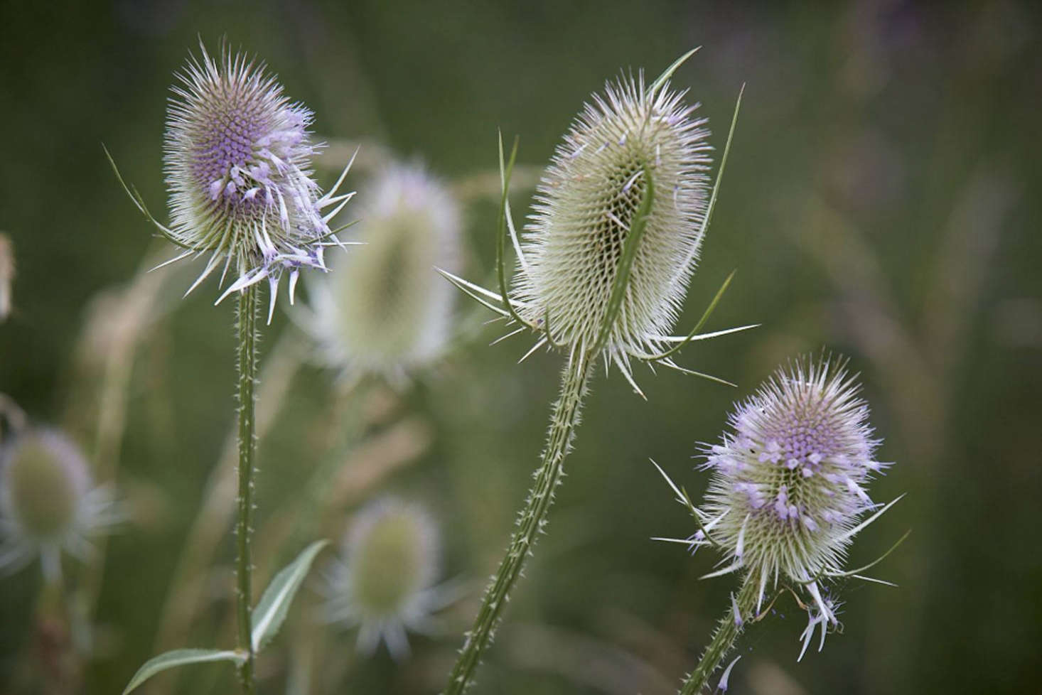 After-effects of nectar-seeking insects.
