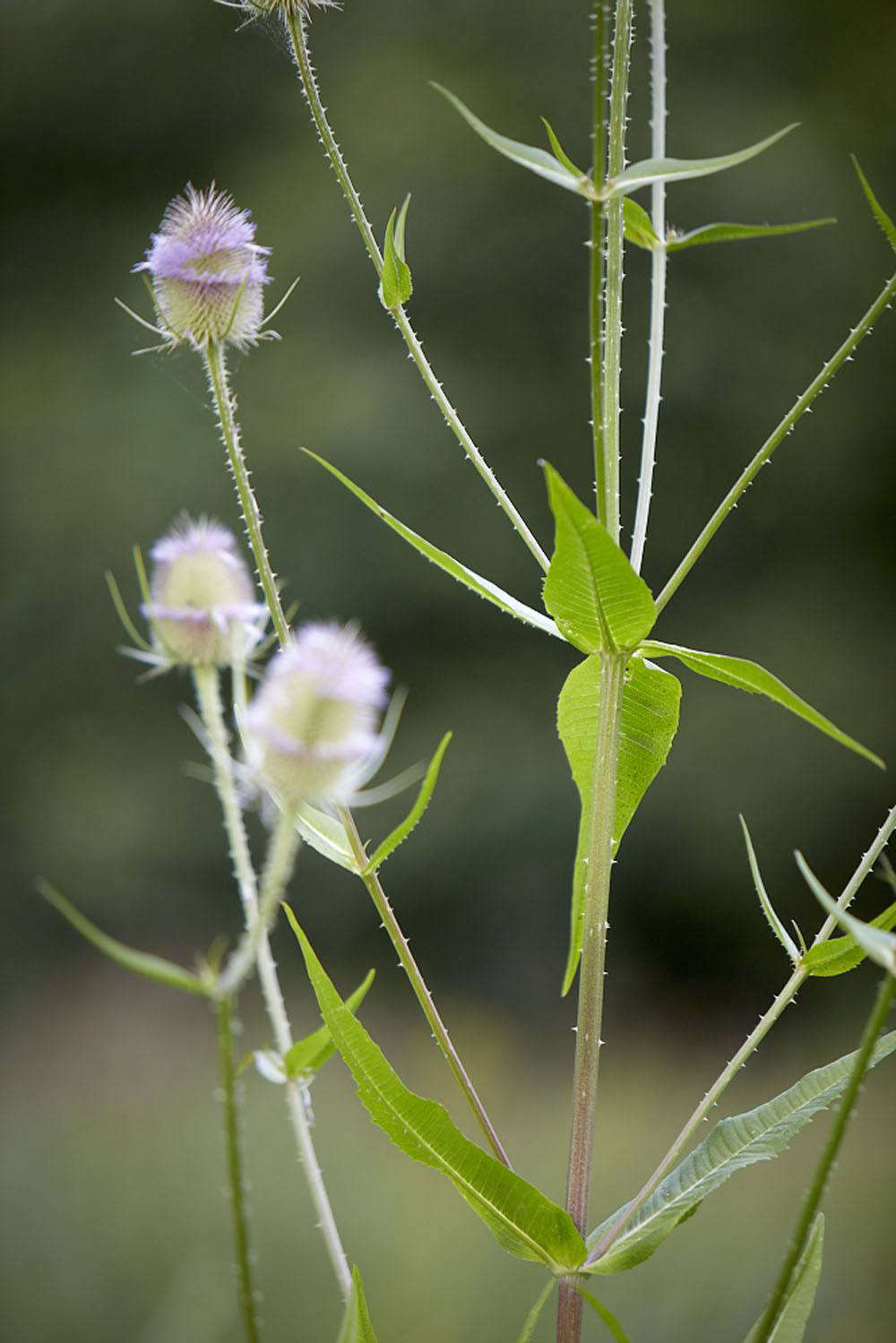 Fused leaves around slim, prickly stalks.