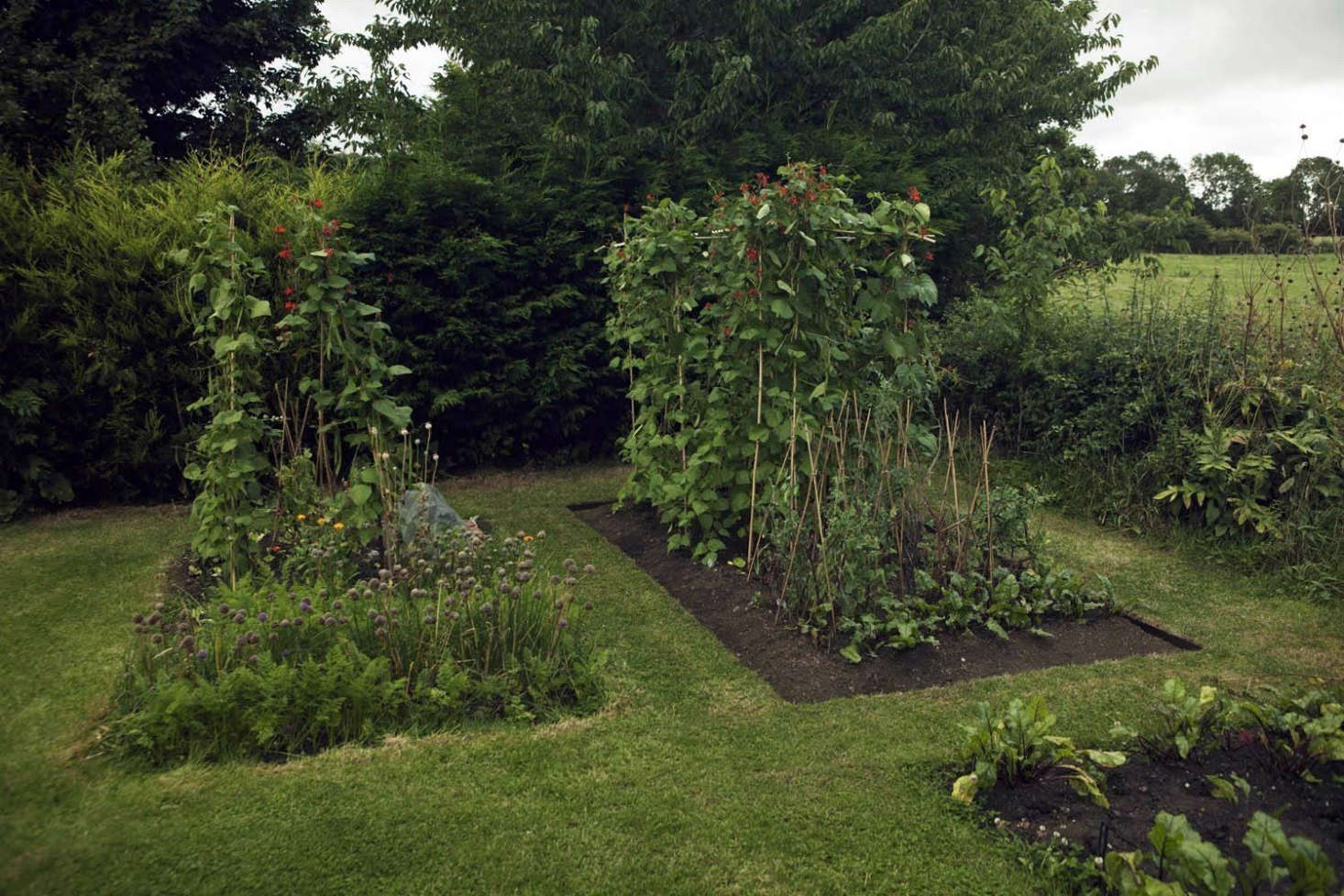 Above: Our garden, a story of before and after.