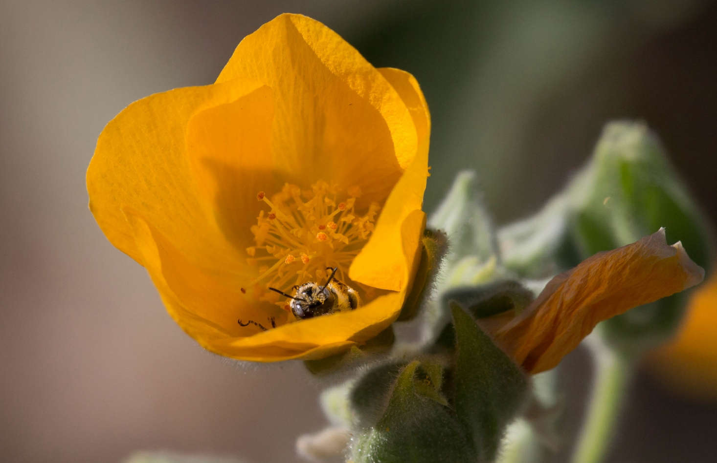 A bee at work at the Arizona-Sonora Desert Museum in Tucson, Arizona. Photograph by Anne Reeves via Flickr.