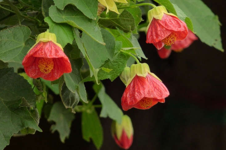 Abutilon insigne. Photograph by Alejandro Bayer Tamayo via Flickr.