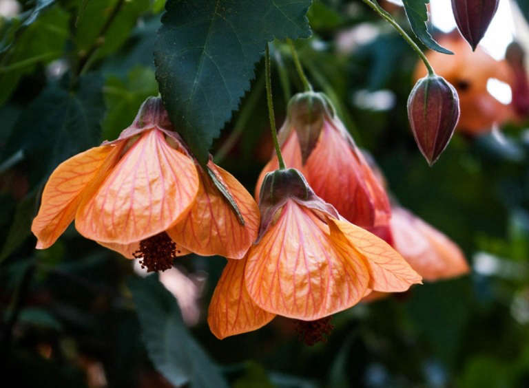 Abutilon Rhs Gardening 101: Abutilons - Gardenista