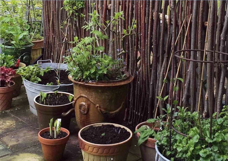 A wickerwork screen of Hazel Switches creates a rustic backdrop for potted plants. Photograph via Manufactum.