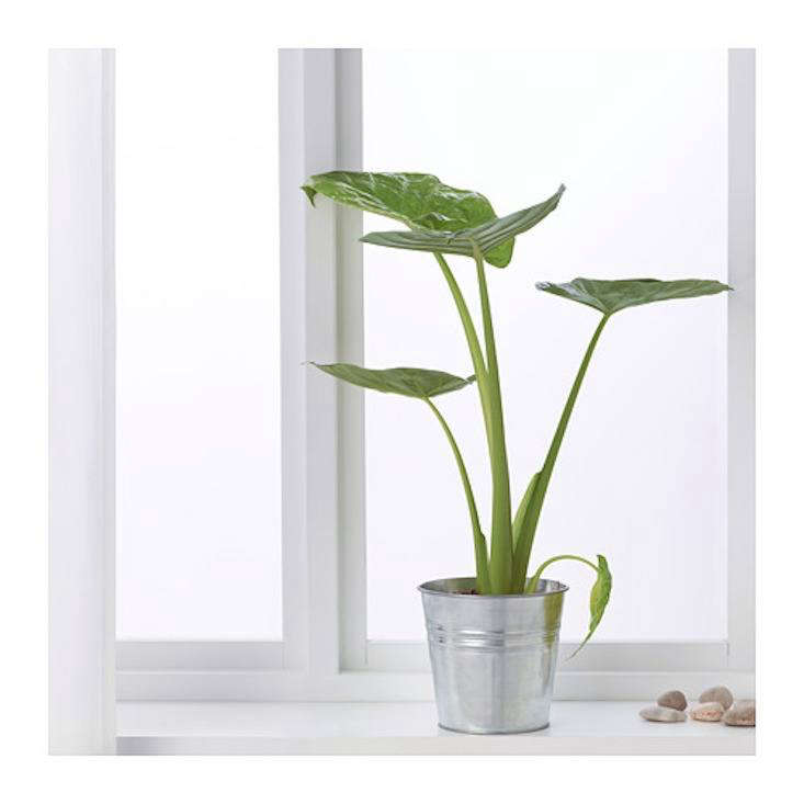 Elephant ears are having a moment. A trendy Alocasia Regal Shield potted plant is \$\19.99 at Ikea.